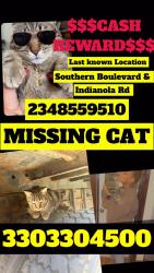 Lost Male Cat last seen Southern Boulevard n Indianola Road, Youngstown, OH 44512