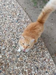 Lost Male Cat last seen Violet Avenue and Main St, McAllen, TX 78504