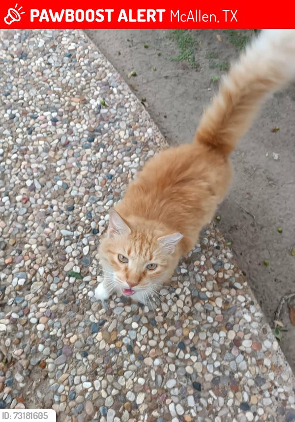 Lost Male Cat last seen Violet Avenue and Main St, McAllen, TX 78504