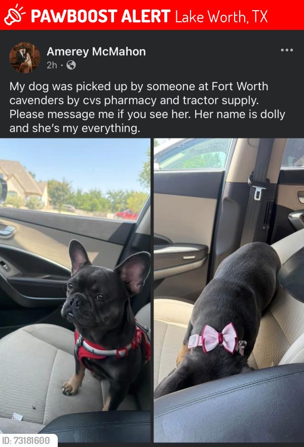 Lost Female Dog last seen Lake worth boulevard, Lake Worth, TX 76135