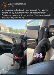 Lost Female Dog last seen Lake worth boulevard, Lake Worth, TX 76135
