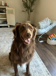 Reunited Male Dog last seen Near block of Benton Pike, Cleveland, TN 37364
