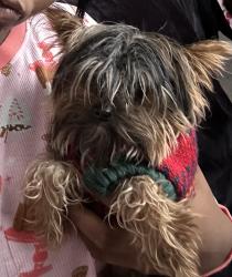 Lost Male Dog last seen 46th Eagle creek pkwy, Indianapolis, IN 46254
