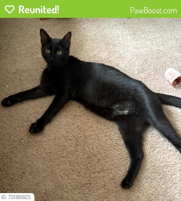 Reunited Male Cat last seen Old Liberty Rd and Ermine St, Randleman, NC 27317
