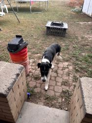 Reunited Male Dog last seen 74And Federal Blvd, Westminster, CO 80030