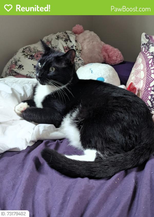 Reunited Male Cat last seen Pinemoor Way & College Green Dr, Houston, TX 77058