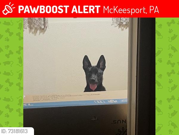 Lost Male Dog last seen Uni Mart in McKeesport, McKeesport, PA 15132