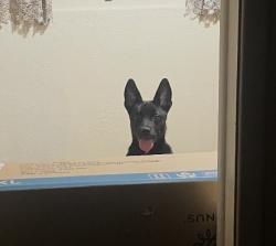 Lost Male Dog last seen Uni Mart in McKeesport, McKeesport, PA 15132