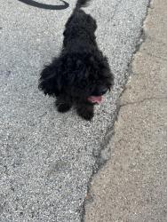 Reunited Male Dog last seen Durango Rd Fort Worth, Fort Worth, TX 76116