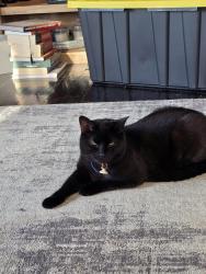 Reunited Male Cat last seen Prospect Road, South of Mill Road, Seville, OH 44273