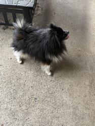 Reunited Male Dog last seen 111th street, Portland, OR 97266