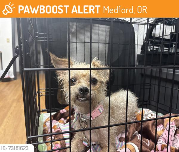 Found/Stray Female Dog last seen Unknown, Medford, OR 97504