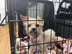Found/Stray Female Dog last seen Unknown, Medford, OR 97504