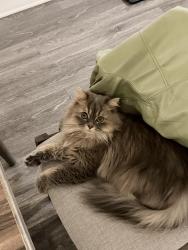Lost Male Cat last seen Risueno&Avenida la vista, Cathedral City, CA 92234