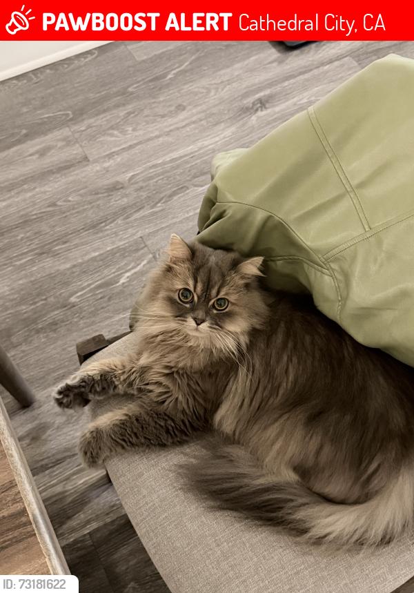 Lost Male Cat last seen Risueno&Avenida la vista, Cathedral City, CA 92234