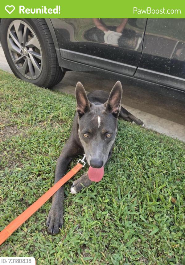 Reunited Female Dog last seen Baron, Houston, TX 77020