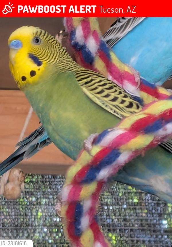 Lost Female Bird last seen Shannon and Linda Vista, Tucson, AZ 85742