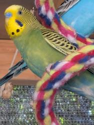 Lost Female Bird last seen Shannon and Linda Vista, Tucson, AZ 85742