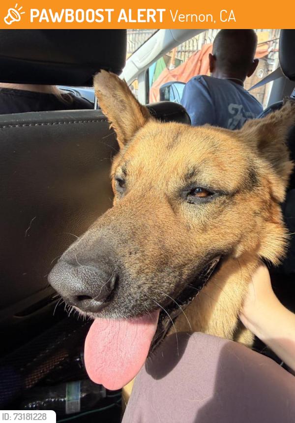 Found/Stray Male Dog last seen Long Beach and Vernon, Vernon, CA 90058