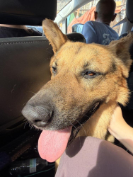 Found/Stray Male Dog last seen Long Beach and Vernon, Vernon, CA 90058
