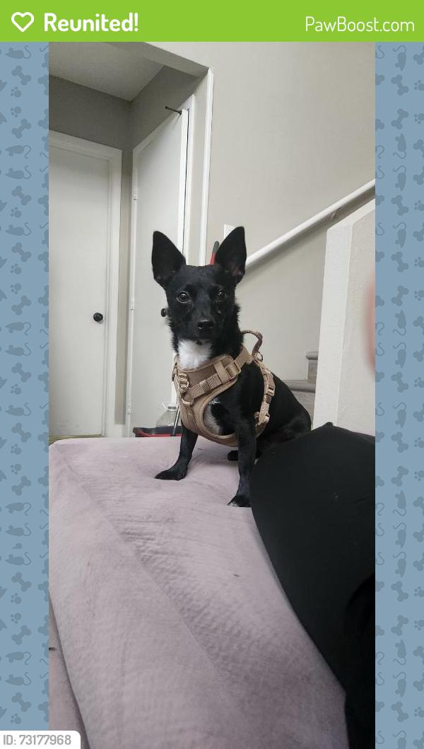 Reunited Male Dog last seen Steinbeck Dr, Las Vegas, NV 89115, USA, Sunrise Manor, NV 89115