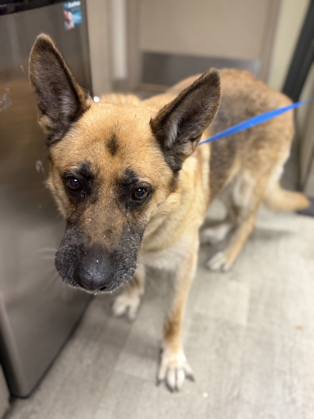 Shelter Stray Female Dog last seen Near Jackson Street, San Diego, CA, 92110, 5500 Gaines St, San Diego, CA 92110, USA