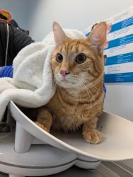 Shelter Stray Male Cat last seen Near Camino Del Rio, San Diego, CA, 92108, 5500 Gaines St, San Diego, CA 92110, USA