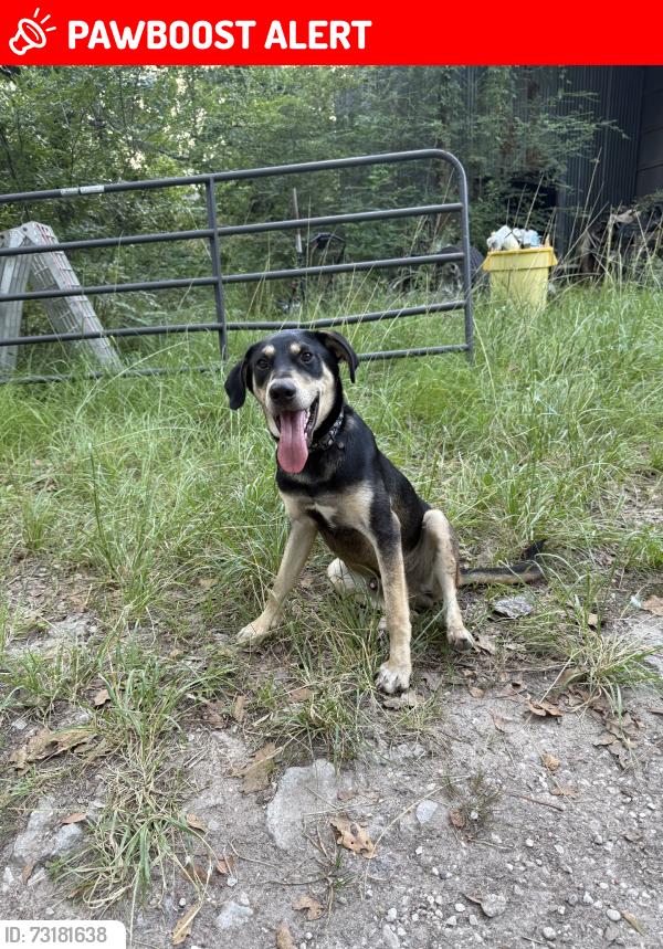 Lost Male Dog last seen Old houston rd, Montgomery County, TX 77302