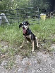 Lost Male Dog last seen Old houston rd, Montgomery County, TX 77302