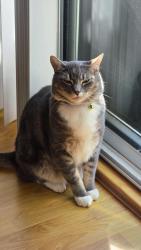 Reunited Male Cat last seen No.5 and Cambie, Richmond, BC V6V 2M8