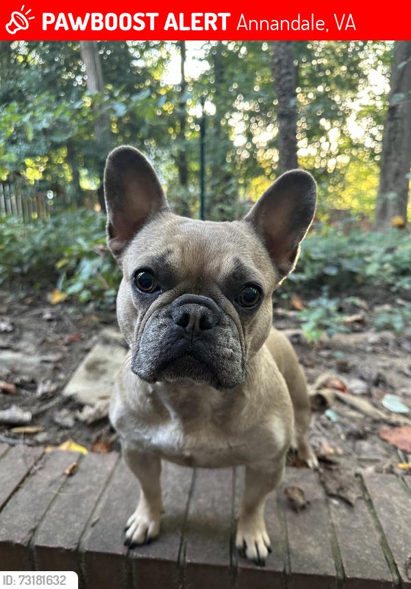 Lost Female Dog last seen Beverly, Annandale, VA 22003