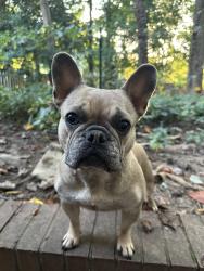 Lost Female Dog last seen Beverly, Annandale, VA 22003