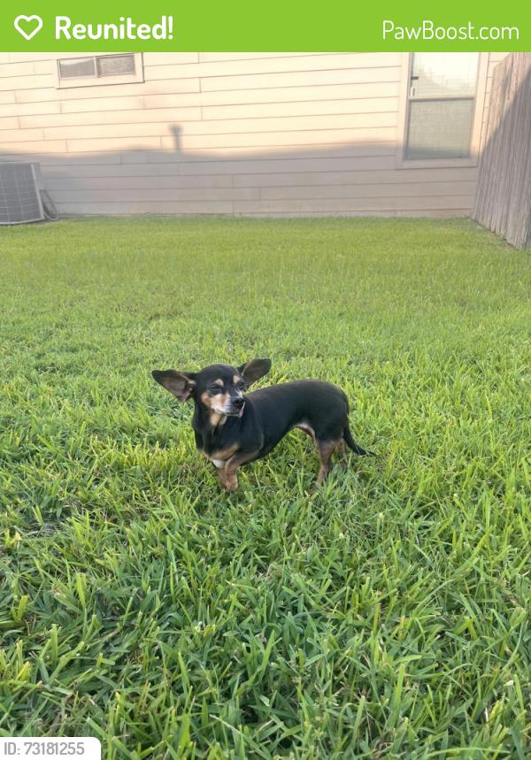 Reunited Female Dog last seen Trent Park Court, Harris County, TX 77449