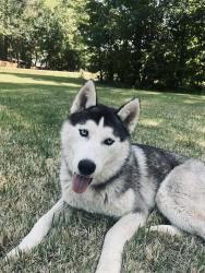 Lost Male Dog last seen Near Winston rd Clayton, Clayton, NC 27520