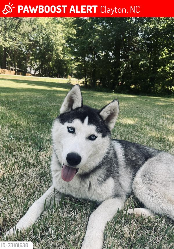 Lost Male Dog last seen Near Winston rd Clayton, Clayton, NC 27520