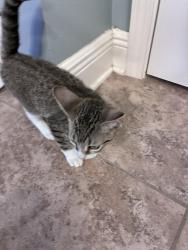 Found/Stray Unknown Cat last seen Ashley Plantation, Santa Rosa County, FL 32571
