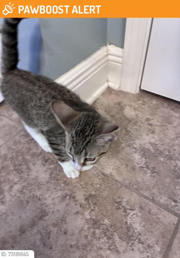 Found/Stray Unknown Cat last seen Ashley Plantation, Santa Rosa County, FL 32571