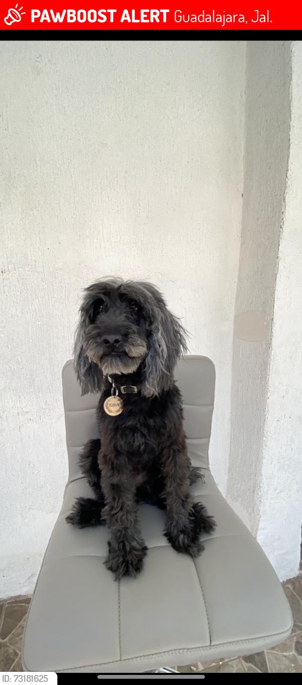 Lost Female Dog last seen Ultima vez vista en el mercado undido de la pérdida, Guadalajara, Jal. 44330