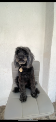 Lost Female Dog last seen Ultima vez vista en el mercado undido de la pérdida, Guadalajara, Jal. 44330