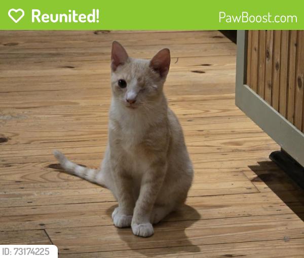 Reunited Male Cat last seen Advance Mills Rd, Earlysville, VA 22936