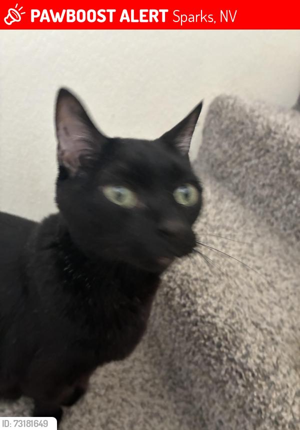 Lost Male Cat last seen Vista, Sparks, NV 89436