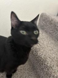 Lost Male Cat last seen Vista, Sparks, NV 89436