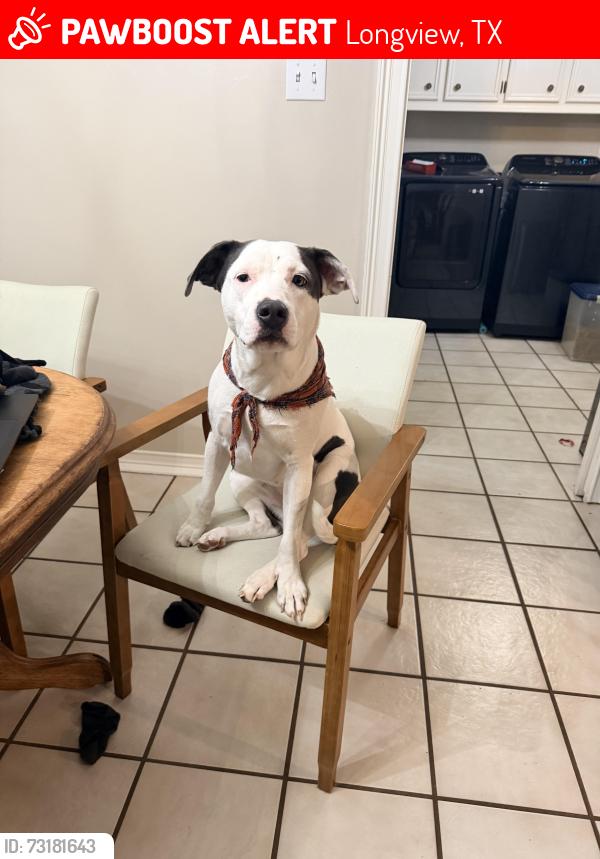 Lost Female Dog last seen Harriet and Mcann, Longview, TX 75605