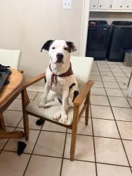 Lost Female Dog last seen Harriet and Mcann, Longview, TX 75605