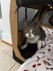 Found/Stray Female Cat last seen Walgreens, Chesterfield County, VA 23112