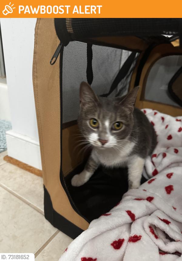 Found/Stray Female Cat last seen Walgreens, Chesterfield County, VA 23112