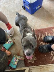 Found/Stray Female Dog last seen Arbor station community, Douglasville, GA 30135