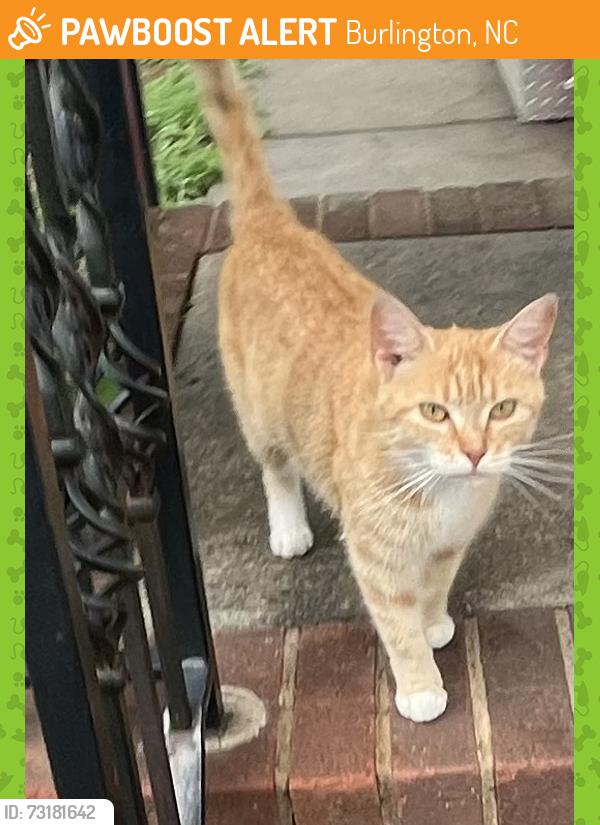 Found/Stray Female Cat last seen Haw River Side of Burlington, Burlington, NC 27216