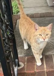 Found/Stray Female Cat last seen Haw River Side of Burlington, Burlington, NC 27216