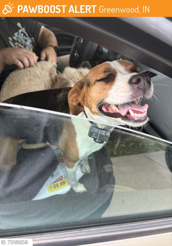 Found/Stray Female Dog last seen Roamin Rd, Greenwood, IN 46142